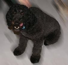 Rosa the poodle waiting for a treat!